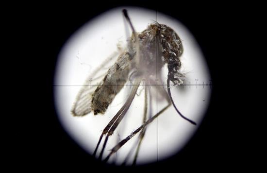 Anuncian un estudio clínico de la vacuna contra el Zika