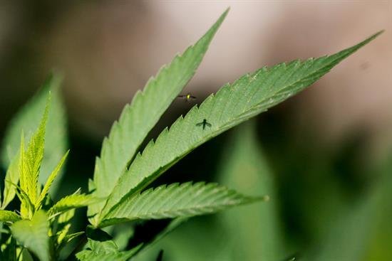 Gobierno canadiense presenta hoy proyecto de ley para legalizar la marihuana