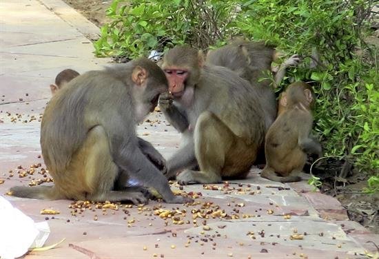 La India busca soluciones para su plaga crónica de monos