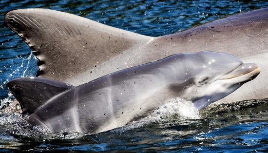 Nace un delfín en un zoológico de Holanda