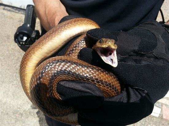 Capturan una serpiente en el patio de una vivienda en Vigo