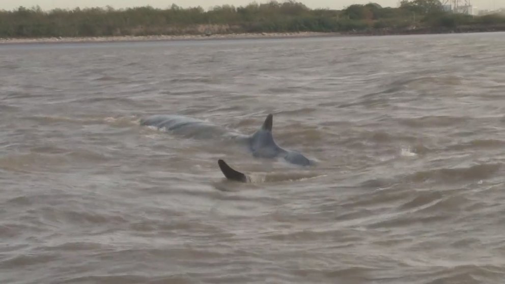 Una ballena se encuentra varada en el poco profundo Río de la Plata