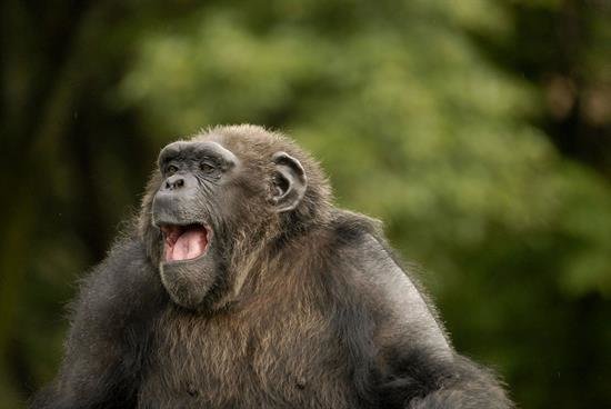 El patrullaje de chimpancés aumenta el grupo a pesar del riesgo de agresión