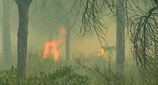 Ecologistas en Acción pide depurar responsabilidades en el incendio de Moguer