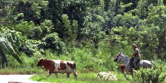 Cuba amplía a 20 años la posesión de tierras en usufructo