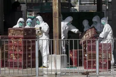 Nueva mutaci&oacute;n del virus de la gripe aviar H7N9 podr&iacute;a resistir antivirales