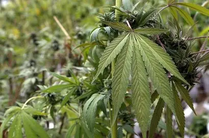 Alemania comienza la prescripci&oacute;n m&eacute;dica de cannabis con receta