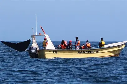 El avistamiento recreativo de las ballenas puede ayudar a su preservaci&oacute;n