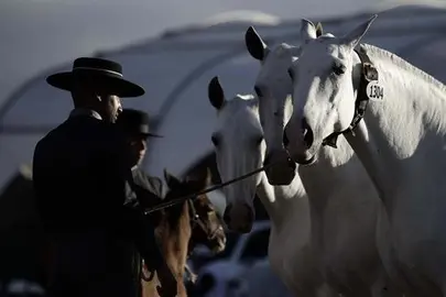 Experto criador dice que el caballo espa&ntilde;ol "es el mas noble y bello del mundo"
