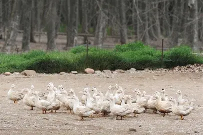 Arabia Saud&iacute; proh&iacute;be la importaci&oacute;n de aves desde Espa&ntilde;a por la gripe aviar