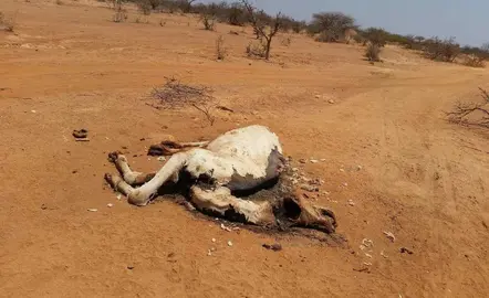 Vaca muerta en el desierto de Somalia