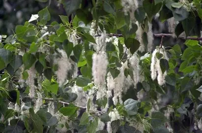 La primavera ser&aacute; menos intensa para los cada vez m&aacute;s al&eacute;rgicos al polen