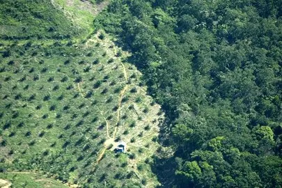 Aceite de palma: La grasa m&aacute;s consumida y la m&aacute;s perjudicial para la salud