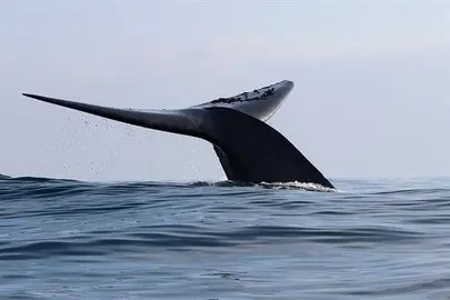 C&aacute;maras colocadas en el lomo de las ballenas desvelan su vida en Ant&aacute;rtida