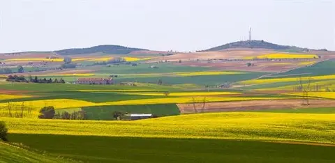 La colza florece de nuevo en Castilla y Le&oacute;n