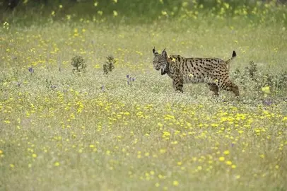 Podemos pide explicaciones a Fomento por las muertes de linces