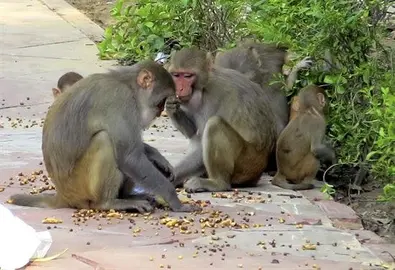 La India busca soluciones para su plaga cr&oacute;nica de monos