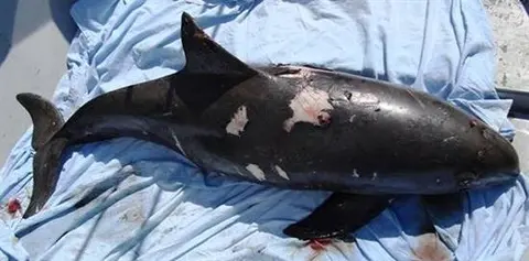 M&eacute;xico crear&aacute; santuario para salvar a la vaquita marina de la extinci&oacute;n
