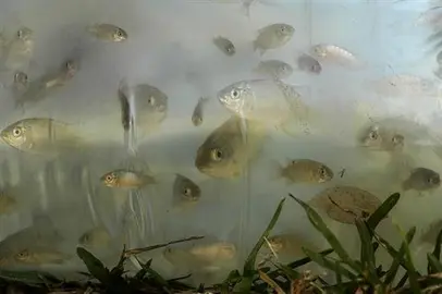 Alerta por un virus contagioso que afecta a los cultivos de tilapia en 5 pa&iacute;ses