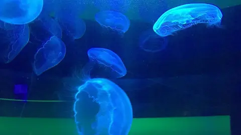 Medusas