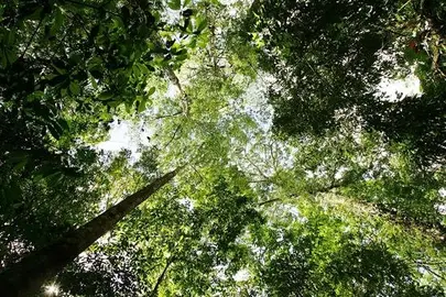 La deforestaci&oacute;n del Bosque Atl&aacute;ntico brasile&ntilde;o creci&oacute; un 57 % en el &uacute;ltimo a&ntilde;o