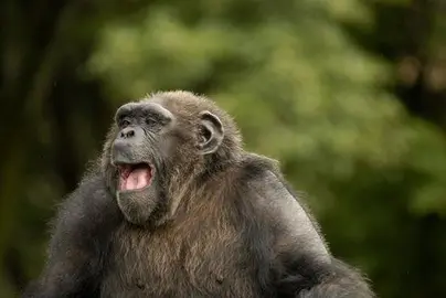 El patrullaje de chimpanc&eacute;s aumenta el grupo a pesar del riesgo de agresi&oacute;n