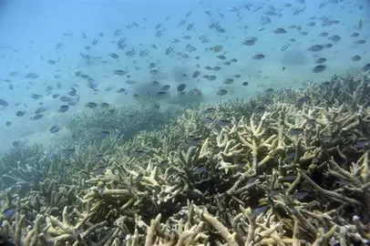 Organismo de EE.UU. dice que termin&oacute; el periodo cr&iacute;tico para los corales