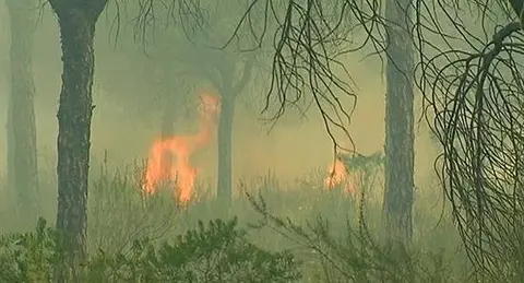Ecologistas en Acci&oacute;n pide depurar responsabilidades en el incendio de Moguer