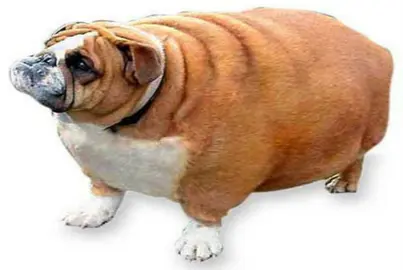 Perro Gordo