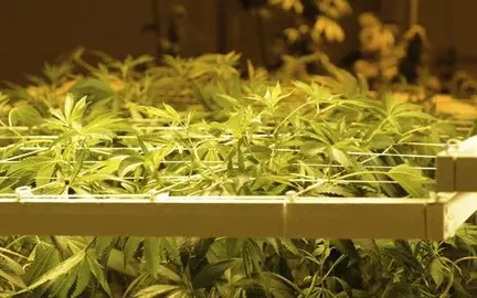 Nevada se suma a los estados que permiten la marihuana de uso recreativo