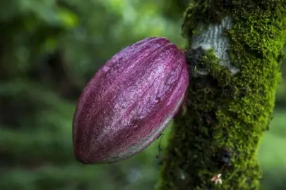 El cacao puro que se inhala, la nueva moda entre los j&oacute;venes en EE.UU.