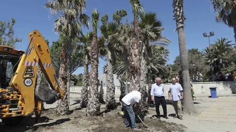 Sustitución de Palmeras en San Pedro Alcántara