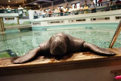 Muere el manat&iacute; m&aacute;s longevo del mundo, dos d&iacute;as despu&eacute;s de cumplir 69 a&ntilde;os