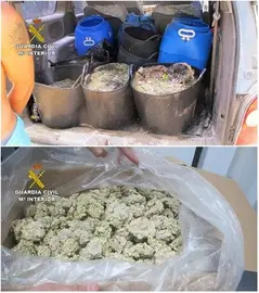 Intervienen m&aacute;s de tres toneladas de an&eacute;monas capturadas ilegalmente