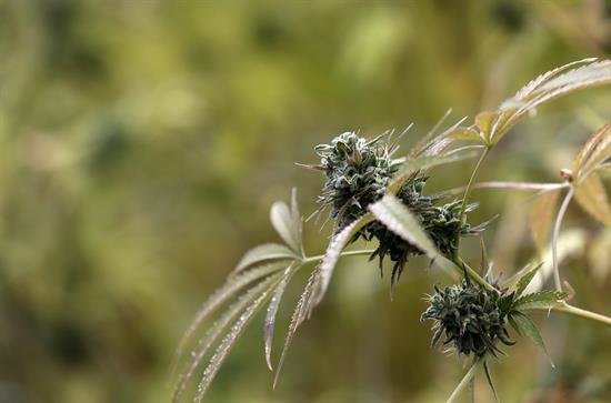 El Congreso holandés aprueba regular el cultivo legal de marihuana