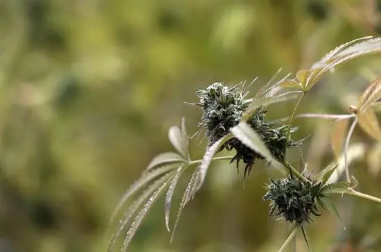 El Congreso holand&eacute;s aprueba regular el cultivo legal de marihuana