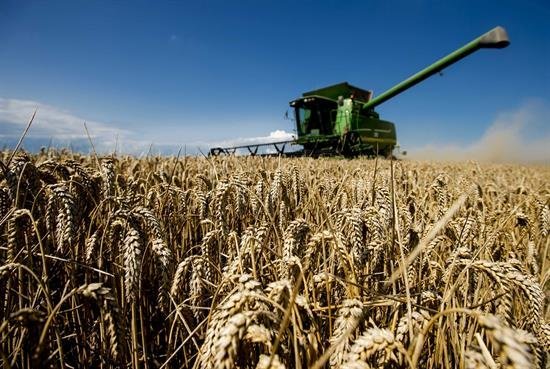 Los precios de los alimentos subieron en febrero impulsados por el trigo