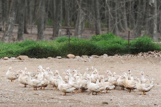 Arabia Saudí prohíbe la importación de aves desde España por la gripe aviar