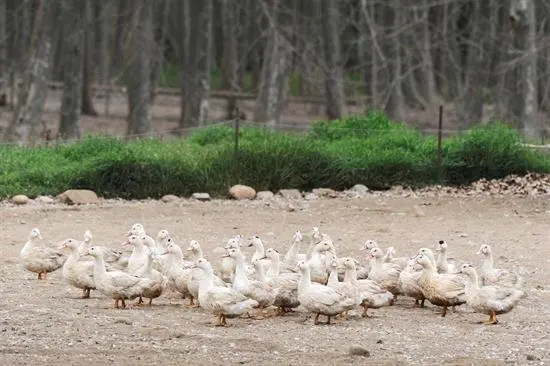 Arabia Saud&iacute; proh&iacute;be la importaci&oacute;n de aves desde Espa&ntilde;a por la gripe aviar