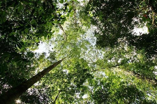 La deforestación del Bosque Atlántico brasileño creció un 57 % en el último año