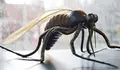 El Zika podr&iacute;a causar abortos o tejido cerebral blando en beb&eacute;s, seg&uacute;n un estudio