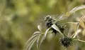 El Congreso holand&eacute;s aprueba regular el cultivo legal de marihuana