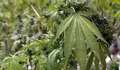 Alemania comienza la prescripci&oacute;n m&eacute;dica de cannabis con receta