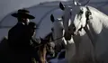 Experto criador dice que el caballo espa&ntilde;ol "es el mas noble y bello del mundo"