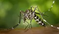 Mosquito Tigre