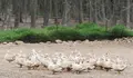 Arabia Saud&iacute; proh&iacute;be la importaci&oacute;n de aves desde Espa&ntilde;a por la gripe aviar