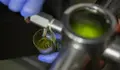 Espa&ntilde;a, dep&oacute;sito mundial de aceite de oliva