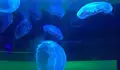 Medusas