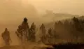 Los bomberos controlan las llamas en G&oacute;is, &uacute;ltimo foco del incendio de Portugal