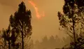 Concluye la identificaci&oacute;n de los 64 fallecidos en el incendio de Portugal